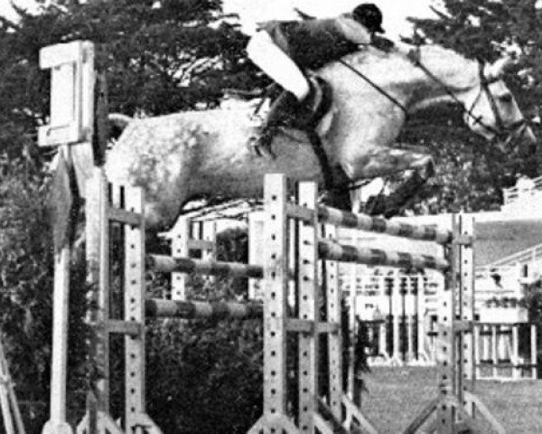 stallion Lavendel (Hanoverian, 1960, from Lateran)