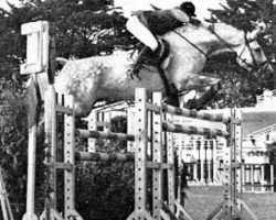 stallion Lavendel (Hanoverian, 1960, from Lateran)