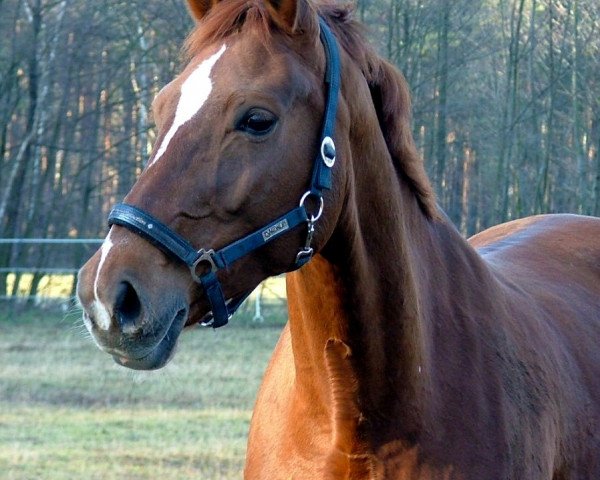 broodmare Debora (Brandenburg, 1991, from Debüt 2718)