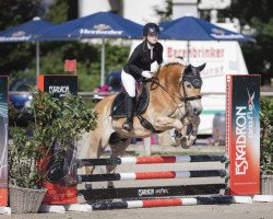 Dressurpferd Golden Boy 174 (Haflinger, 2006, von Santana (8,59% ox))