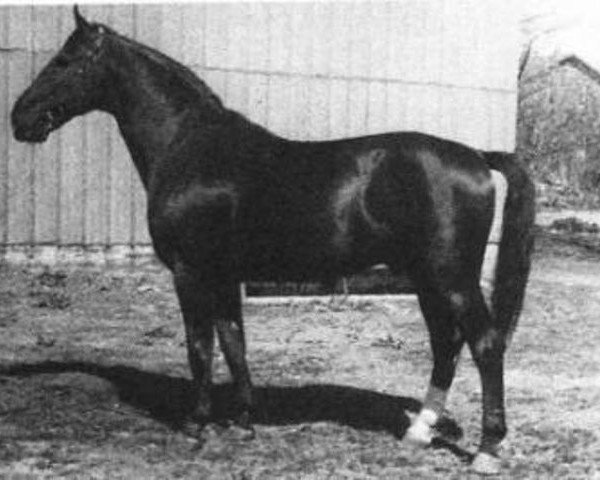 stallion Almjaeger I (Hanoverian, 1930, from Alpenflug II)