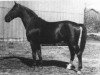 stallion Almjaeger I (Hanoverian, 1930, from Alpenflug II)