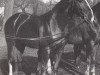 stallion Alljeder (Hanoverian, 1944, from Abendsport 3109)