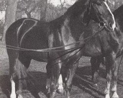 stallion Alljeder (Hanoverian, 1944, from Abendsport 3109)