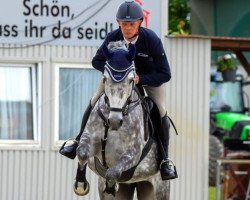 jumper Cheval D'Amour S (Oldenburg show jumper, 2017, from Cristallo I)