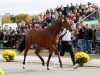 stallion Amourano (Trakehner, 2010, from Connery)