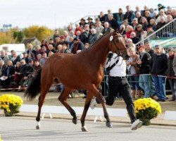 stallion Amourano (Trakehner, 2010, from Connery)