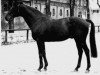 stallion Sinus xx 1495 (Thoroughbred, 1949, from Ticino xx)