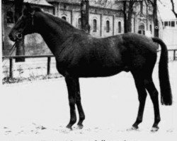 stallion Sinus xx 1495 (Thoroughbred, 1949, from Ticino xx)