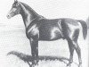 stallion Herrscher (Hanoverian, 1900, from Hercules III)