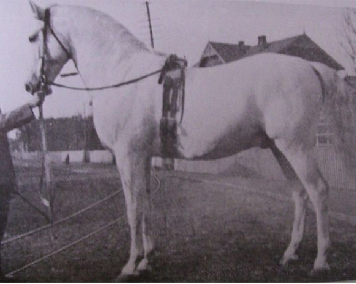 stallion Amurath I (Shagya Arabian, 1899, from Amurath Weil ox)