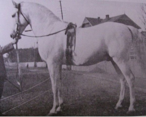Deckhengst Amurath I (Shagya-Araber, 1899, von Amurath 1881 ox)