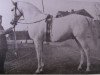stallion Amurath I (Shagya Arabian, 1899, from Amurath 1881 ox)