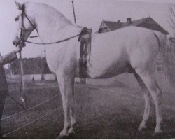 stallion Amurath I (Shagya Arabian, 1899, from Amurath Weil ox)