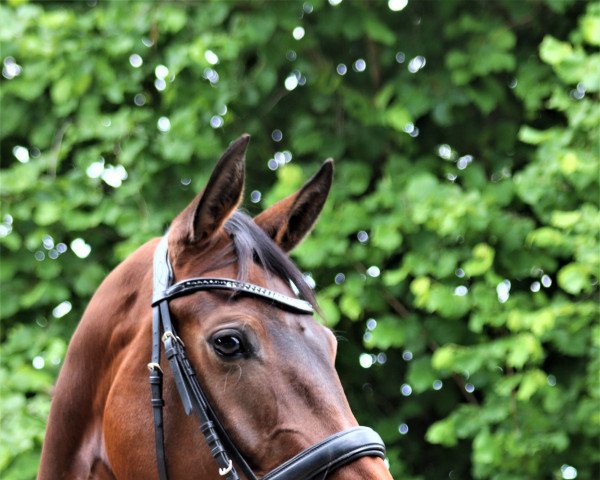 dressage horse Especially Lady (Hanoverian, 2018, from Emilio)