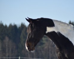 dressage horse Tiemona von Marschhorst (Pinto, 2014, from Targon vvon Marschhorst)