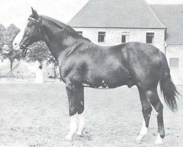 stallion Sonnenschein (Westphalian, 1928, from Schuetze)