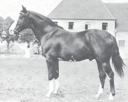 stallion Sonnenschein (Westphalian, 1928, from Schuetze)