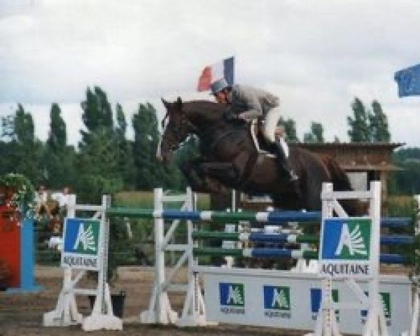 stallion Valeur de Thurin (Selle Français, 1987, from Grand Veneur)