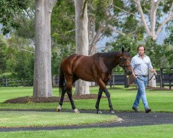 stallion Acrobat xx (Thoroughbred, 2018, from Fastnet Rock xx)