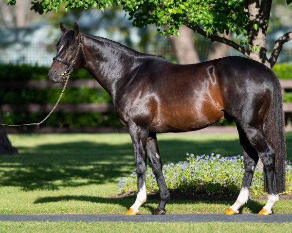 stallion Adelaide xx (Thoroughbred, 2011, from Galileo xx)