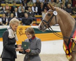 stallion Donauruf 2 (Trakehner, 2010, from Herzruf)