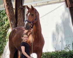 dressage horse Jazz Line (German Sport Horse, 2007, from Jazz Rubin)