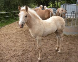 horse Aiko (Haflinger, 2012, from Ampere)