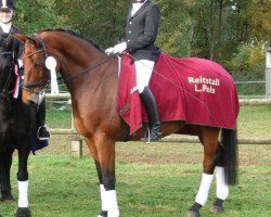 dressage horse Laurello (Hanoverian, 2007, from Londonderry)