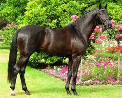 stallion Stockholm (Bavarian, 2005, from Stedinger)