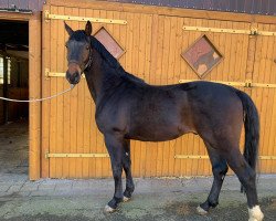 dressage horse Don (Westphalian, 2019, from Don Martillo)