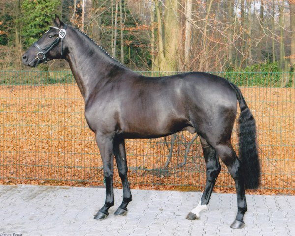 dressage horse Spinoza (Westphalian, 2005, from Show Star)