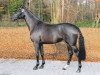 dressage horse Spinoza (Westphalian, 2005, from Show Star)