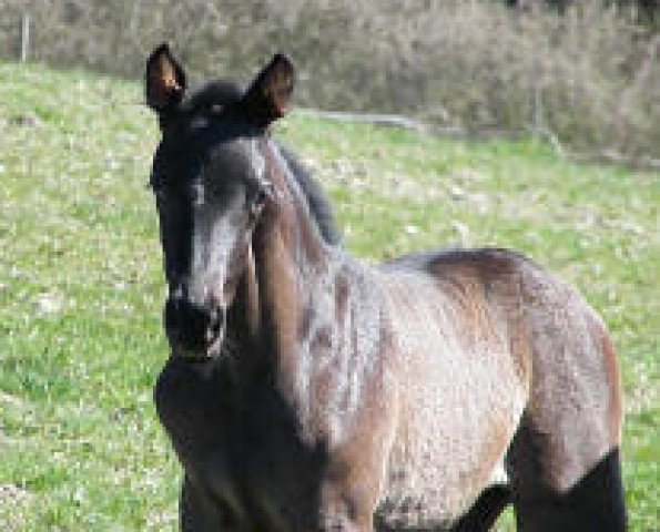 broodmare Mon Eclipse Solaire (Trakehner, 2015, from E.H. Millennium)