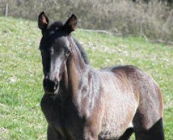 Zuchtstute Mon Eclipse Solaire (Trakehner, 2015, von E.H. Millennium)