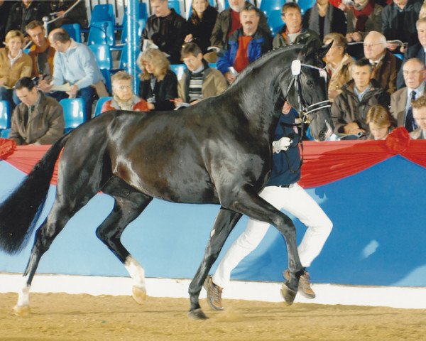 stallion Fackeltanz Old (Oldenburg, 2005, from Florencio I)