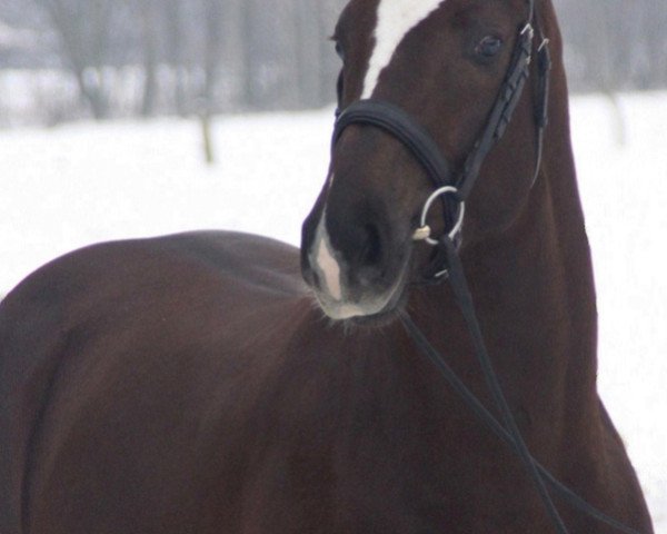 stallion Sir Lanciano (Bavarian, 2007, from Sir Donnerhall I)