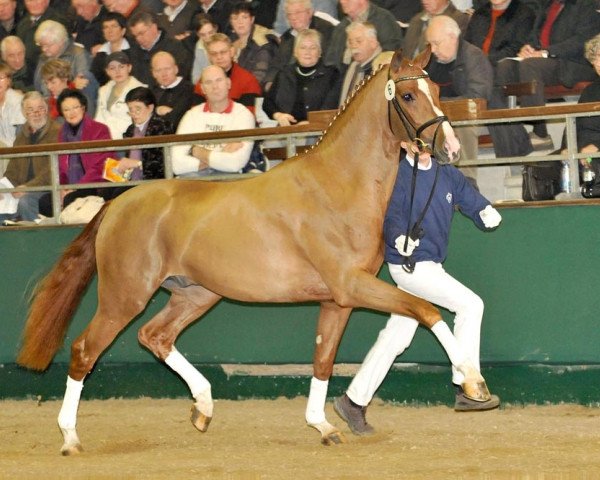 stallion Bvlgari (Rhinelander, 2006, from Belissimo NRW)