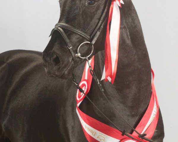 stallion Soreldo (Dutch Warmblood, 2007, from Sorento OLD)