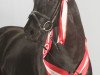 stallion Soreldo (KWPN (Royal Dutch Sporthorse), 2007, from Sorento OLD)
