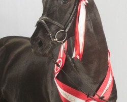 stallion Soreldo (KWPN (Royal Dutch Sporthorse), 2007, from Sorento OLD)