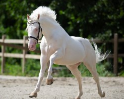 stallion McJonnas (Czech Warmblood, 2003, from Mineral)