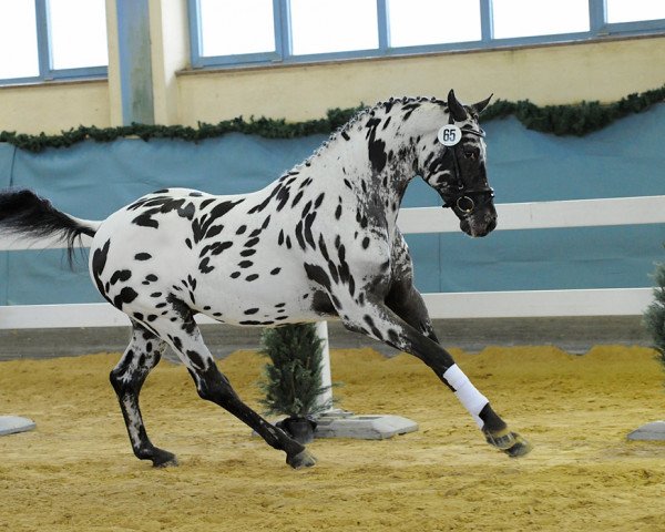 stallion Sartos Showtime (Knabstrupper, 2008, from Sir Donnerhall I)