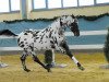stallion Sartos Showtime (Knabstrupper, 2008, from Sir Donnerhall I)
