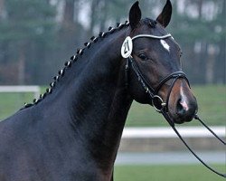 stallion Roi du Soleil Mt (Oldenburg, 2008, from Rosandro)