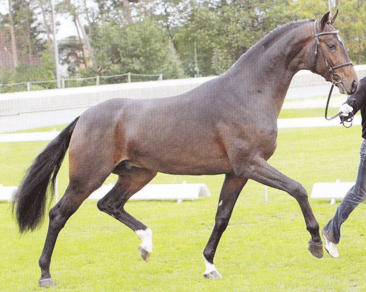 stallion Sir James (Hanoverian, 2008, from Sir Donnerhall I)