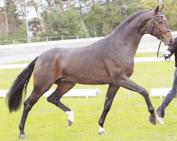 stallion Sir James (Hanoverian, 2008, from Sir Donnerhall I)