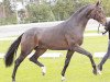 stallion Sir James (Hanoverian, 2008, from Sir Donnerhall I)