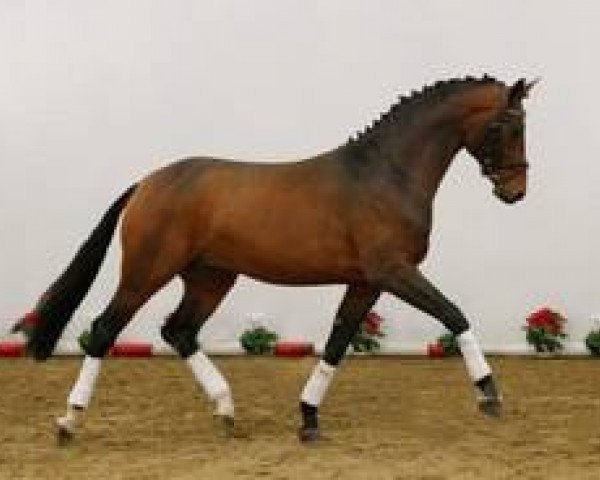 dressage horse Bertolini (Westphalian, 2008, from Belissimo NRW)