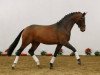 dressage horse Bertolini (Westphalian, 2008, from Belissimo NRW)